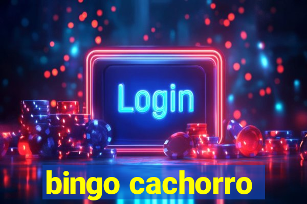 bingo cachorro