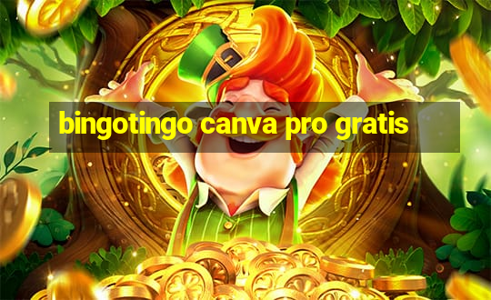 bingotingo canva pro gratis